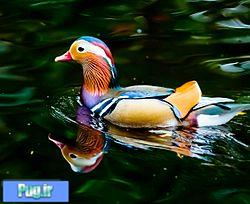 چه عاملی باعث شناور ماندن اردک در آب می شود؟