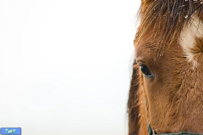 عکس های فوق العاده از اسب 