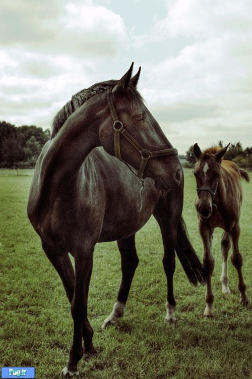 عکس های فوق العاده از اسب 