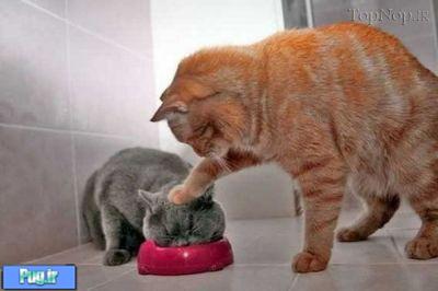 شکار لحظه ها در بین گربه ها 