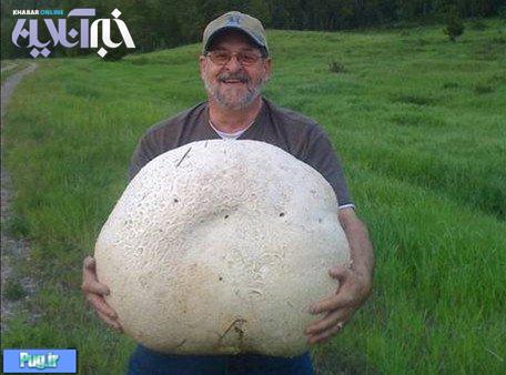 تاکنون قارچی به این بزرگی دیده بودید؟+ عکس 