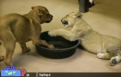 بازی سگ با شیر
