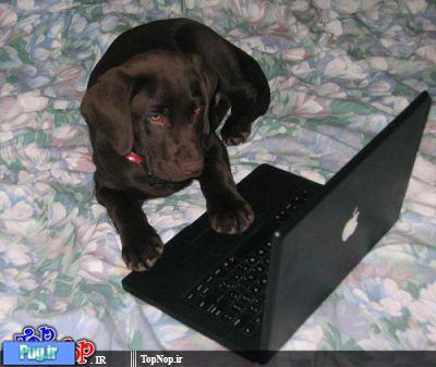 سگهای عشق کامپیوتر