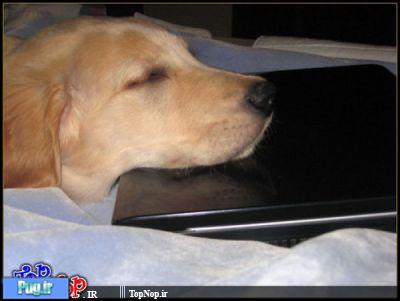 سگهای عشق کامپیوتر