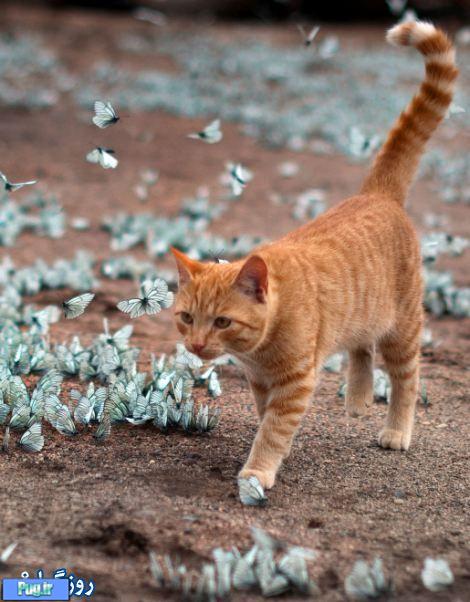 گربه عاشق پروانه ها 