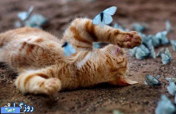گربه عاشق پروانه ها 