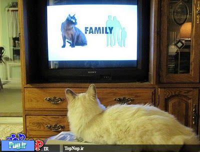 گربه هایی که عشق دیدن گربه در تلویزیون هستند 