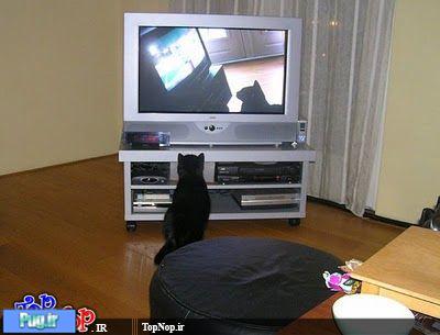 گربه هایی که عشق دیدن گربه در تلویزیون هستند 