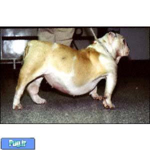  علائم بیماری در سگ ها که هرگز نباید نادیده بگیرید (2)