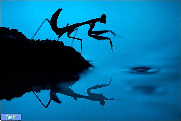 تصاویر ماکرو از زندگی حشرات/ وقتی گرفتن هر عکس 4ساعت طول می‌کشد