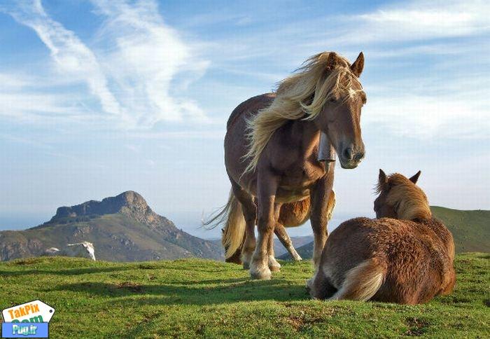 عکس های زیبا از حیوانات