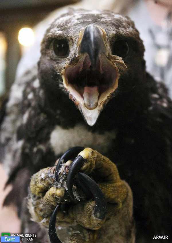 نجات معجزه آسای جوجه عقاب طلایی
