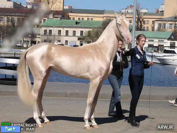 زیباترین اسب دنیا
