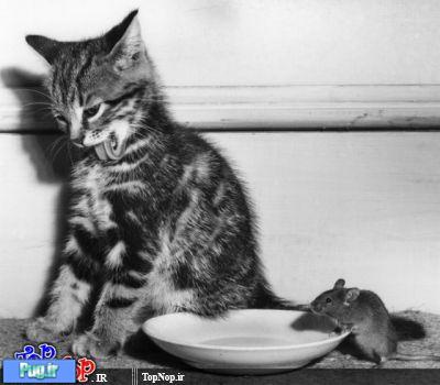عکس های سیاه و سفید از گربه ها 