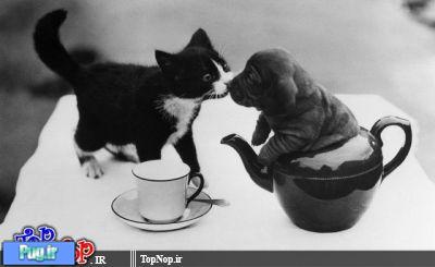 عکس های سیاه و سفید از گربه ها 
