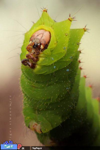 20 عکس از حشرات با لنز ماکرو