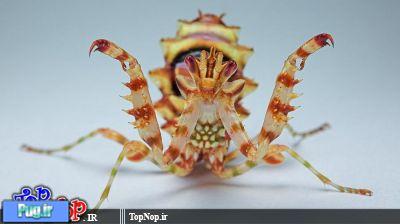 20 عکس از حشرات با لنز ماکرو