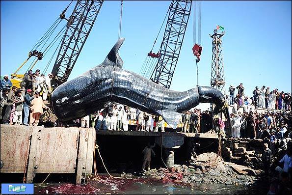 بلند کردن یک کوسه نهنگی 12 متری + تصاویر