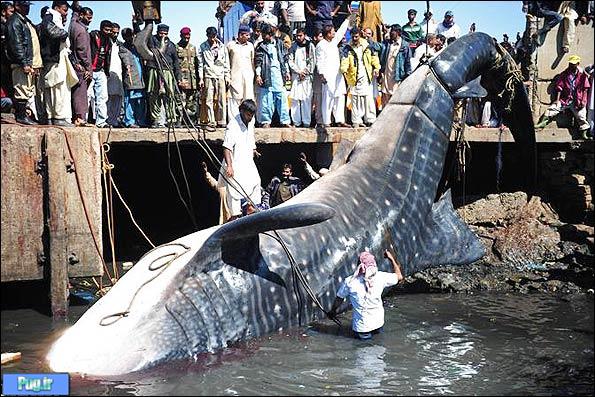 بلند کردن یک کوسه نهنگی 12 متری + تصاویر