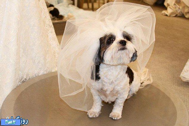 عروسی که در گینس ثبت شد!+تصاویر 