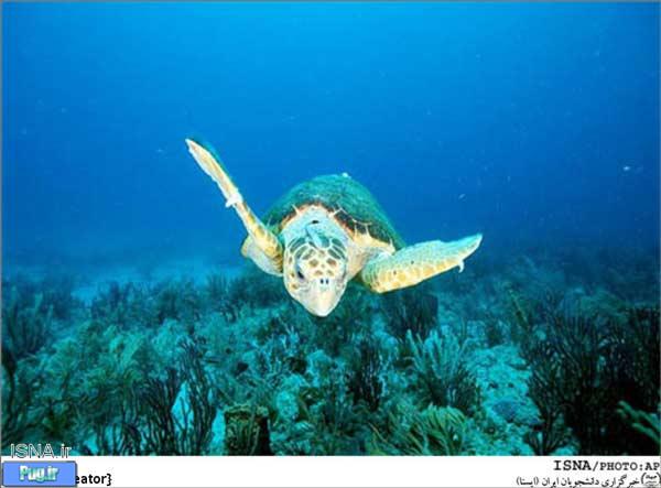فیلیپینی‌ها، لاک‌پشت‌های دریایی را از دام صیادان چینی نجات دادند