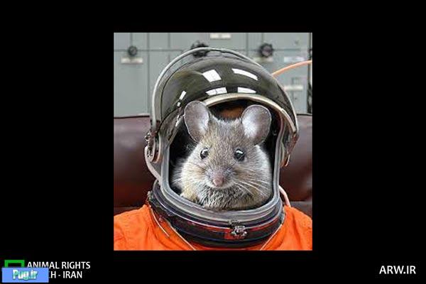 بازگشت موش های رکوردشکن از فضا