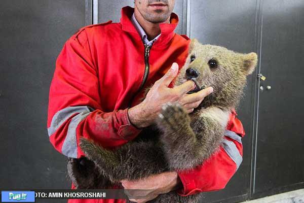 مرگ یک توله خرس در باغ وحش مشهد