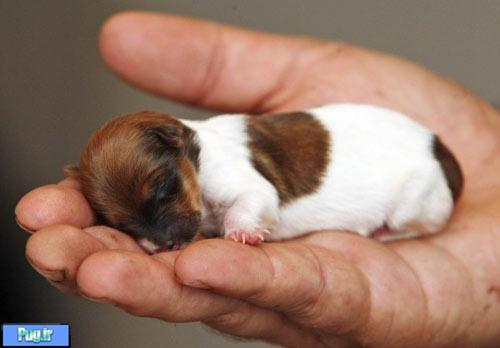 کوچکترین سگ دنیا