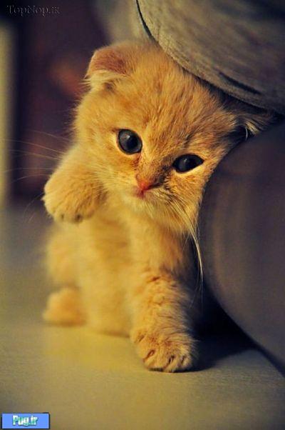 سرطان معده در گربه ها "ترجمه"