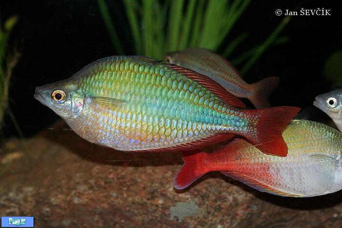 معرفی ماهی رنگین کمان بلهر (Chilatherina bleheri)