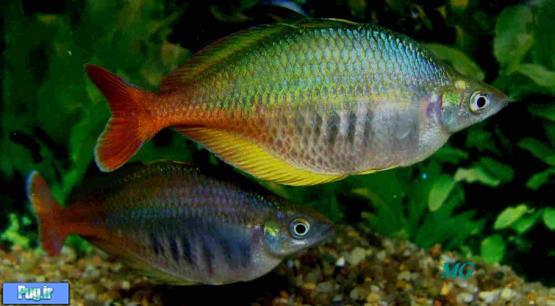معرفی ماهی رنگین کمان بلهر (Chilatherina bleheri)
