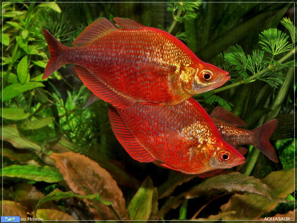 معرفی ماهی رنگین کمان قرمز (Glossolepis incisus)