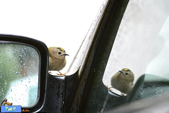 آینه و پرنده