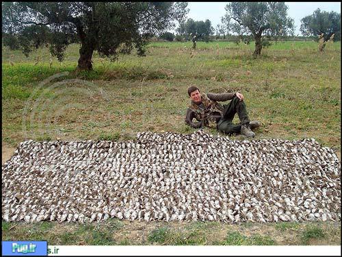 مدیریت شکار گراز در تونس