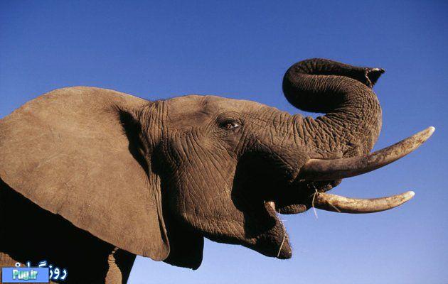 روز جهانی فیل ها 