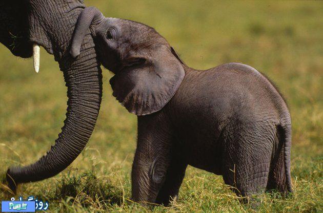 روز جهانی فیل ها 