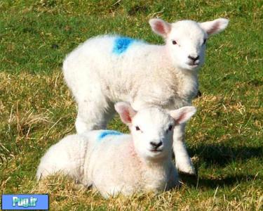 افزایش دوقلوزایی با اصلاح نژاد گوسفند و بز 