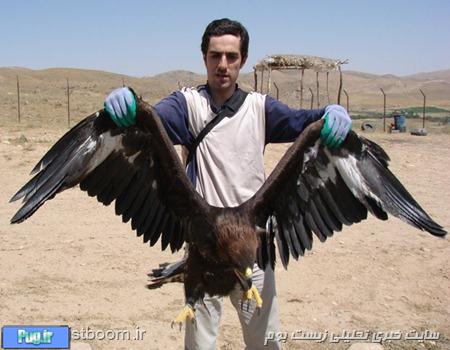 عکس: عقاب ایرانی