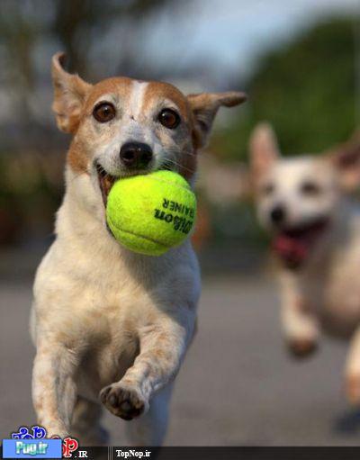 سگ ها و توپ بازی 