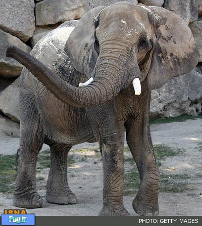 تولد نخستین بچه فیل با اسپرم منجمد/ عکس
