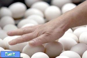 نشست تنظیم ‌بازار تخم‌مرغ در ریاست جمهوری