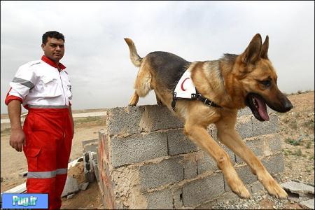  دومان' سگی که جان 12 زلزله زده را نجات داد