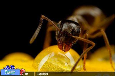 عکاسی ماکرو  از حشرات