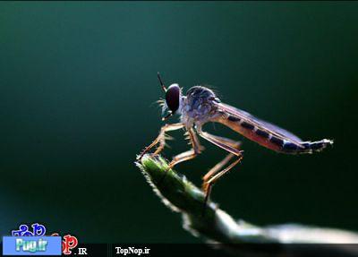 عکاسی ماکرو  از حشرات