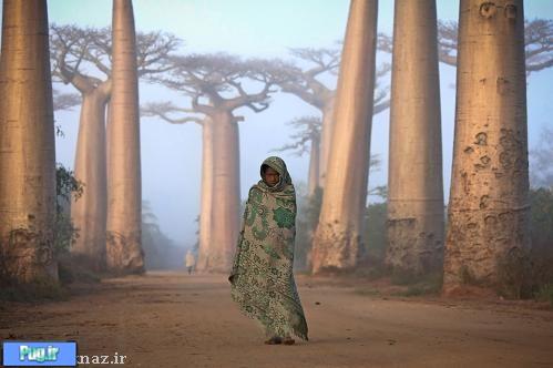 جزیره ماداگاسکار با درختانی ۱۰۰۰ساله + عکس