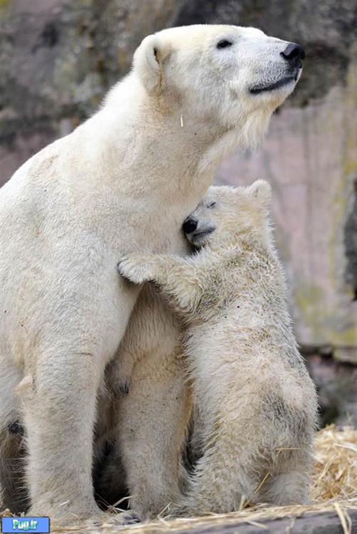 عشق مادری در حیوانات