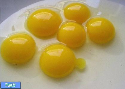 جدیدترین نرخ تخم مرغ