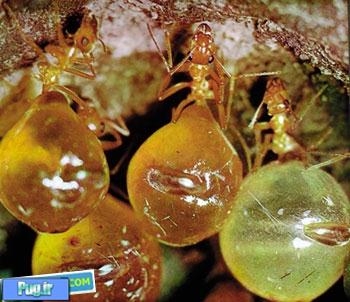 مورچه های عسلی