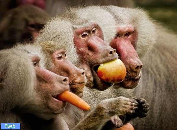 میوه خوری میمون ها 