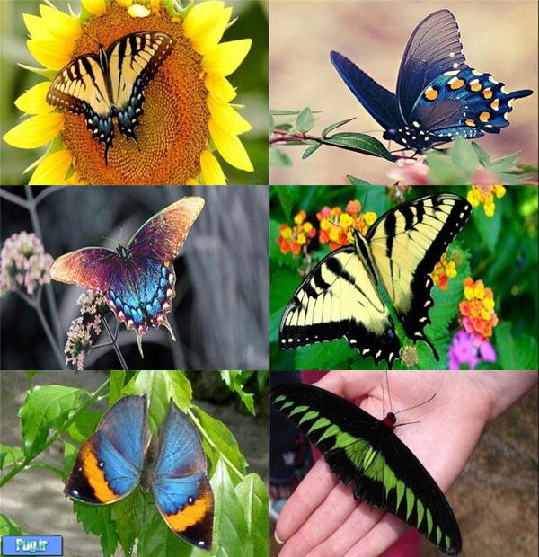  پروانه‎های معروف دنیا